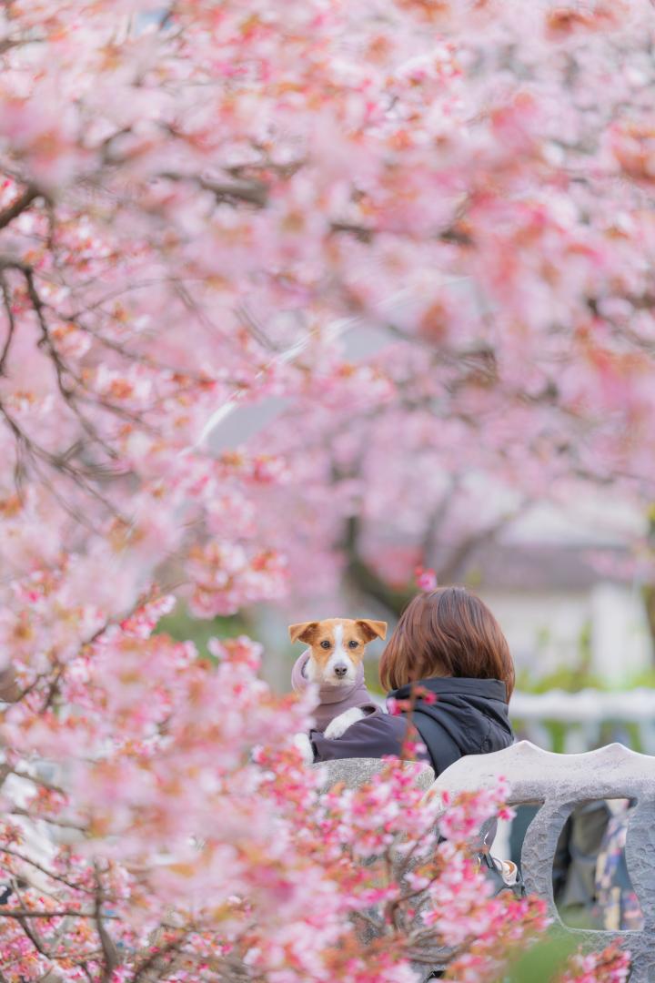 熱海桜のアーチ
