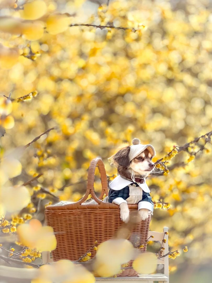 蝋梅きらきら✨