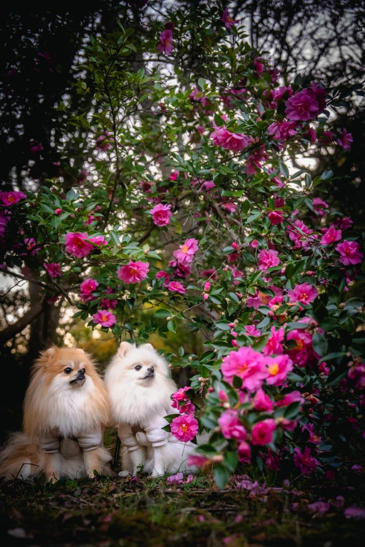 さざんかの森のイチとコッペ