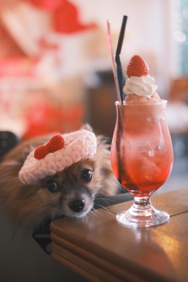 冬はここが特等席