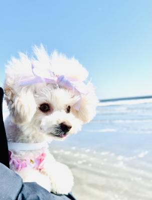 冬海に願いを✨