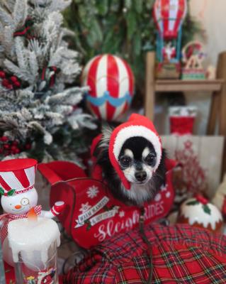 ナツくんサンタ