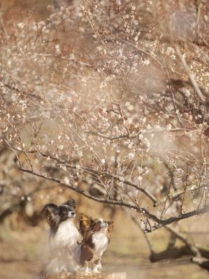 まだ早かったね