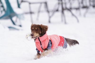 雪の上でもボール遊び
