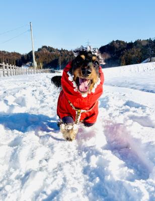 雪よりまぶしい、この笑顔