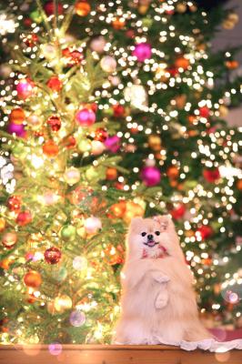 ツリーの横で可愛いポーズ