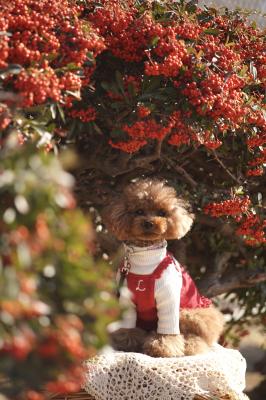 赤いトンネル見つけたよ❤️