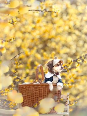 蝋梅きらきら✨