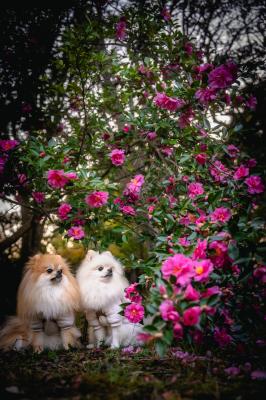 さざんかの森のイチとコッペ