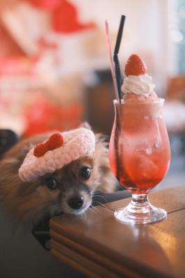 冬はここが特等席