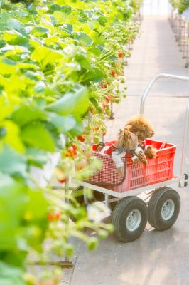 いちご狩り
