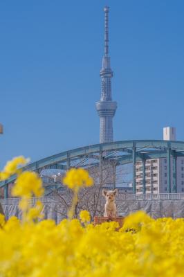菜の花とスカイツリー