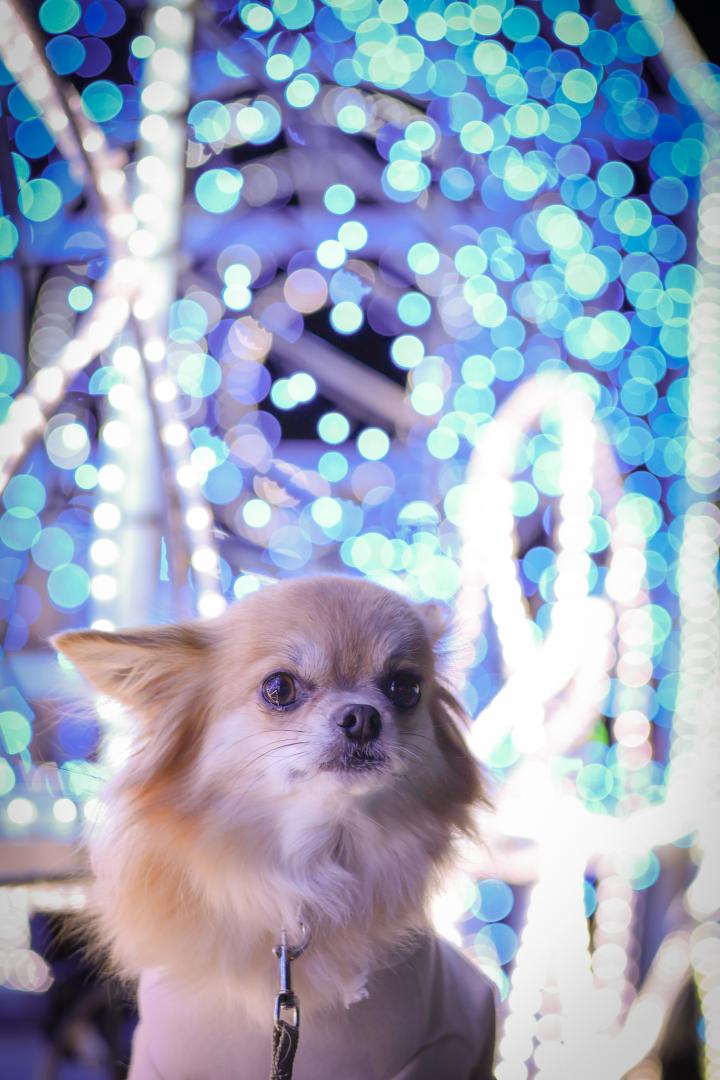 イルミネーションさんぽ