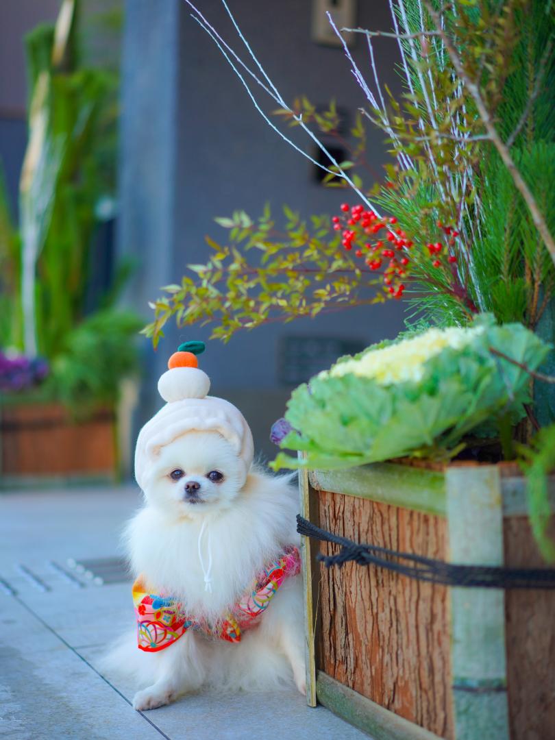 明けましてポメでとう