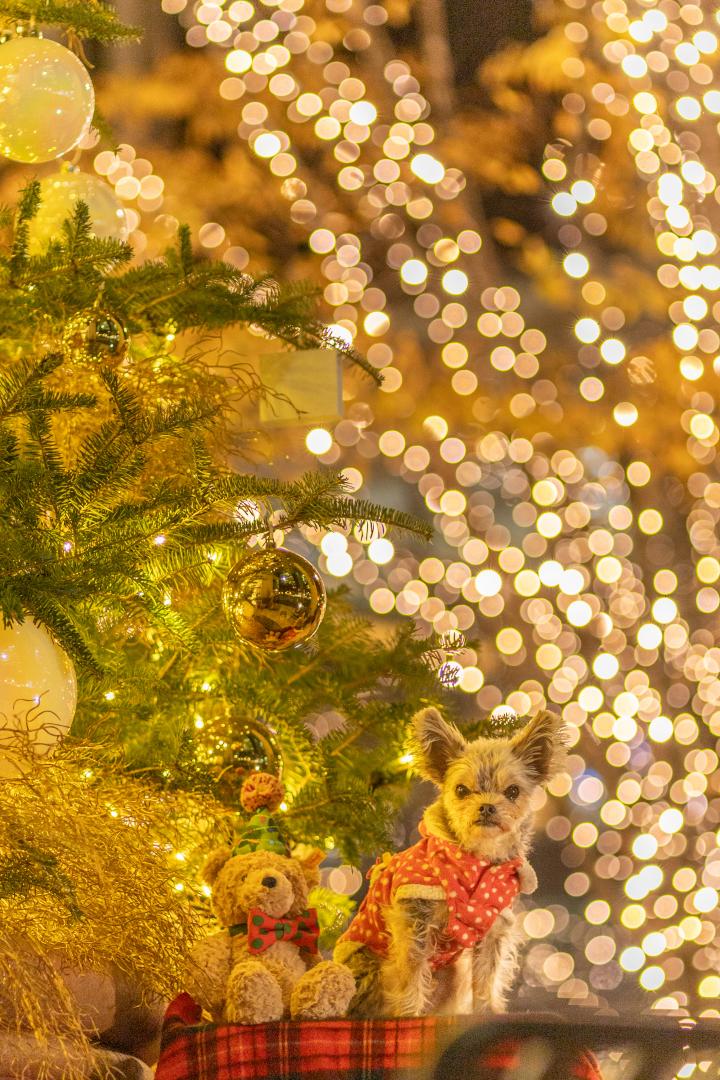 丸の内のキラキラ