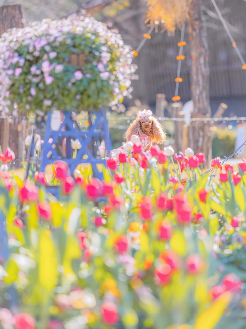 春を先取りアイスチューリップ