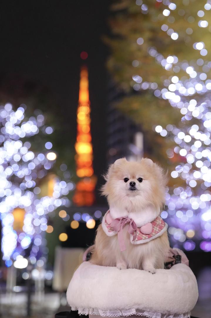 東京タワーとイルミネーション