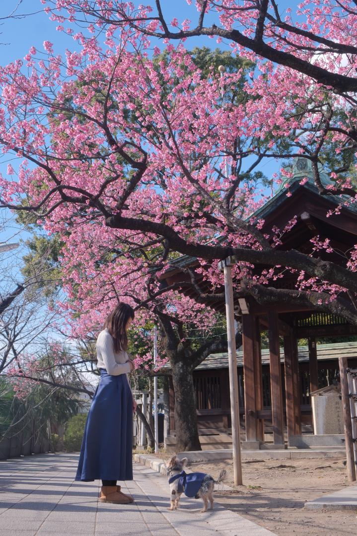 寒緋桜の前で親子写真