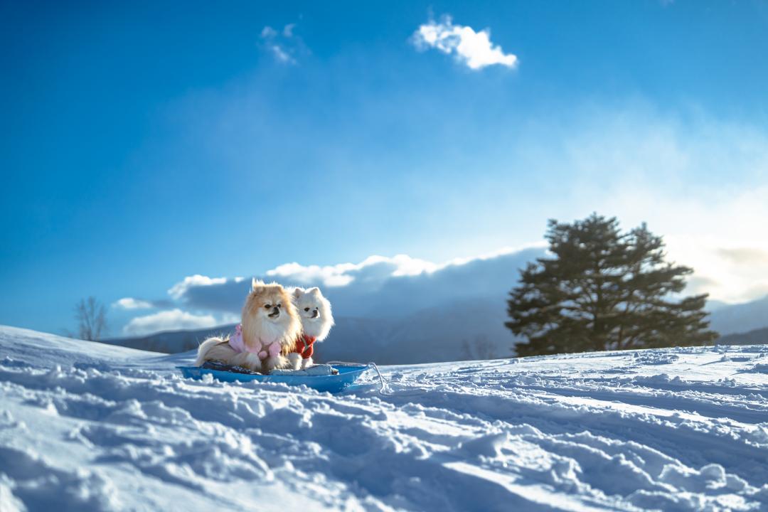 銀世界をゆく小さな冒険者