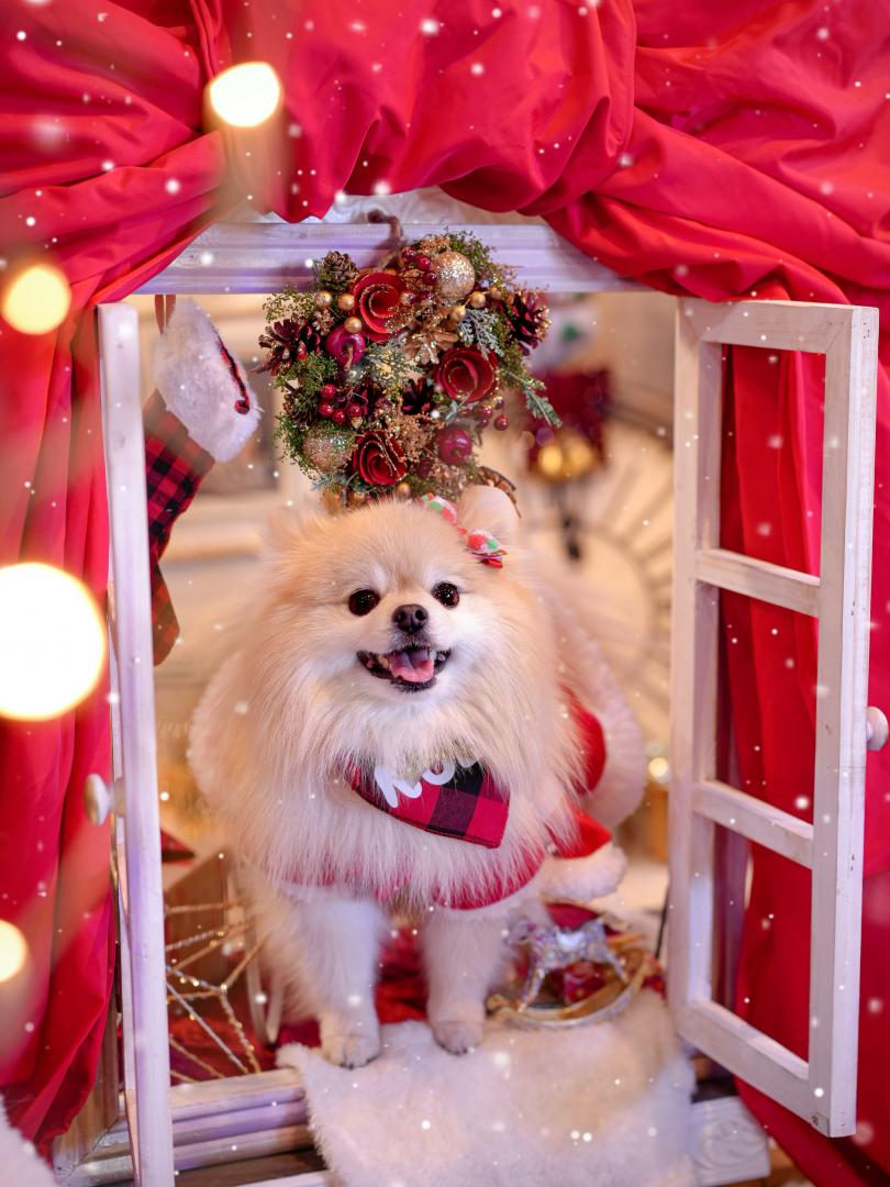 サンタさんにお願い