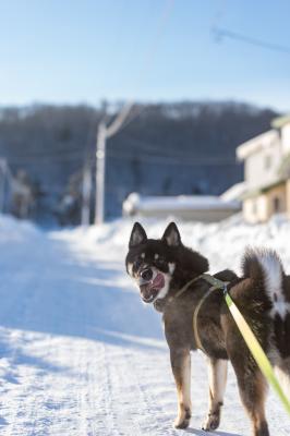 冬の北海道