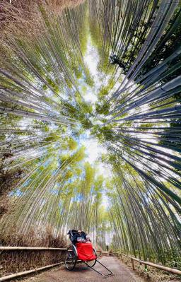 嵐山の竹林