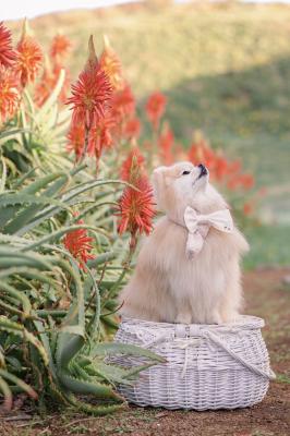 アロエの花とパパを見上げるノエル