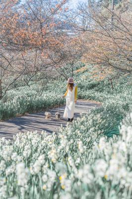 水仙ロードさんぽ