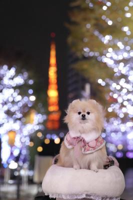 東京タワーとイルミネーション