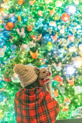 ズートピアのツリーの前で親子写真