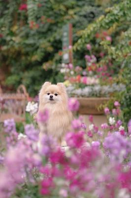 素敵なガーデン