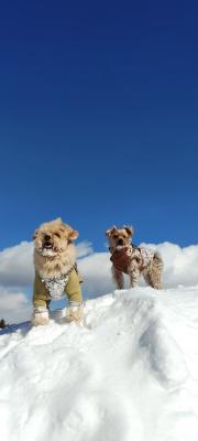 冬のドッグラン