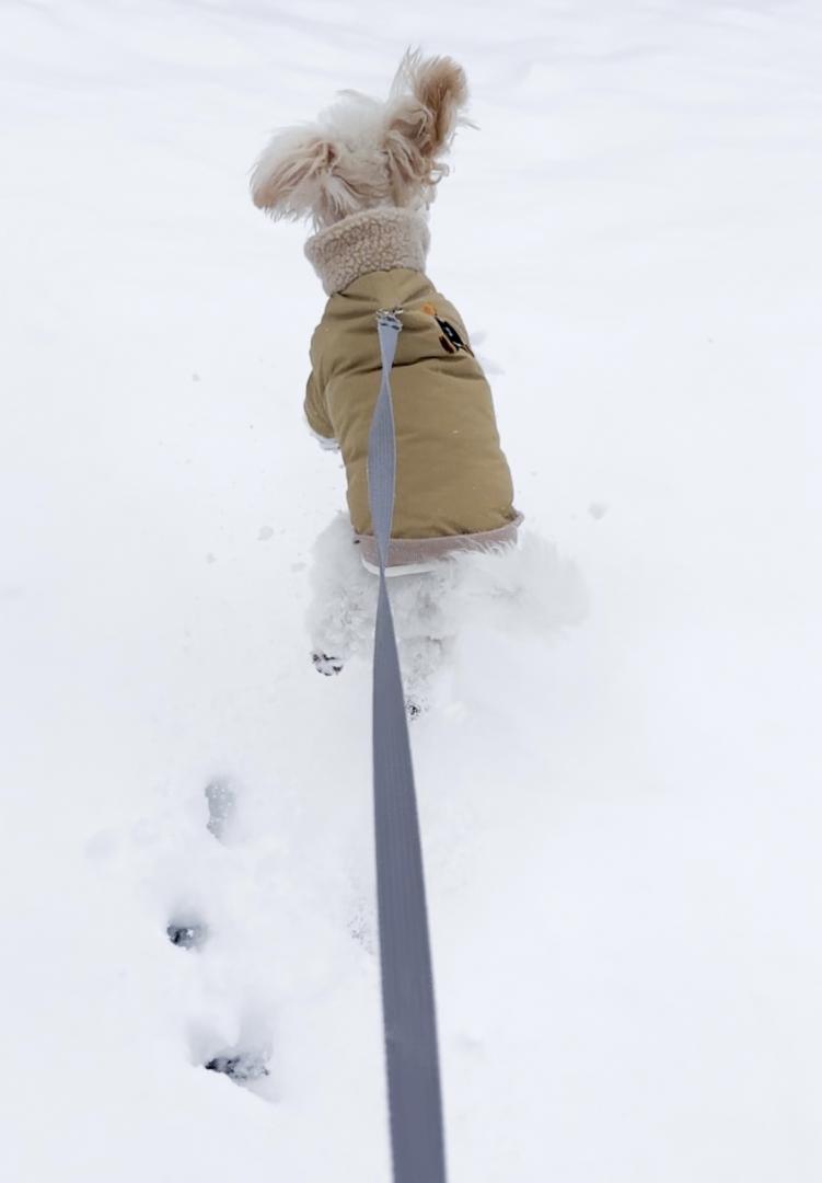 犬生初雪