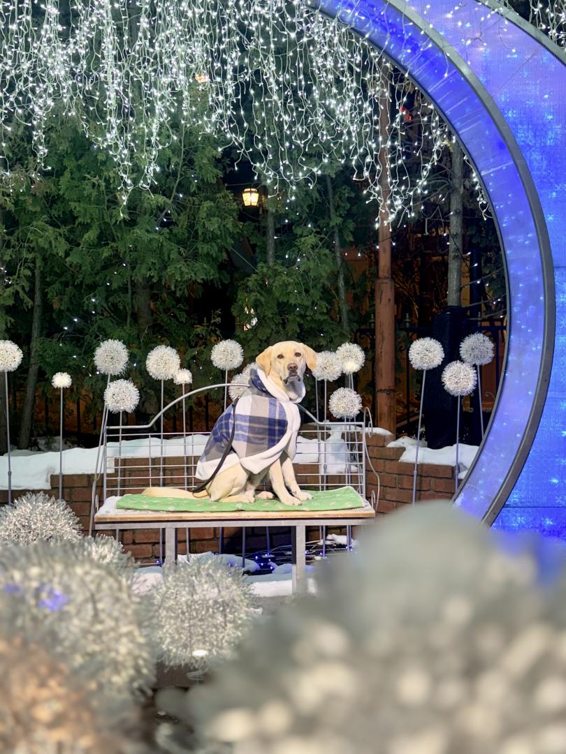 イルミネーション