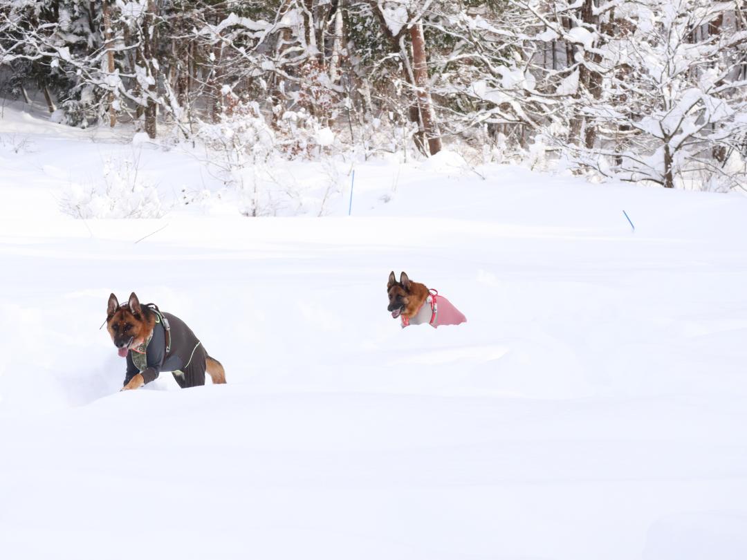 シェパードラッセル