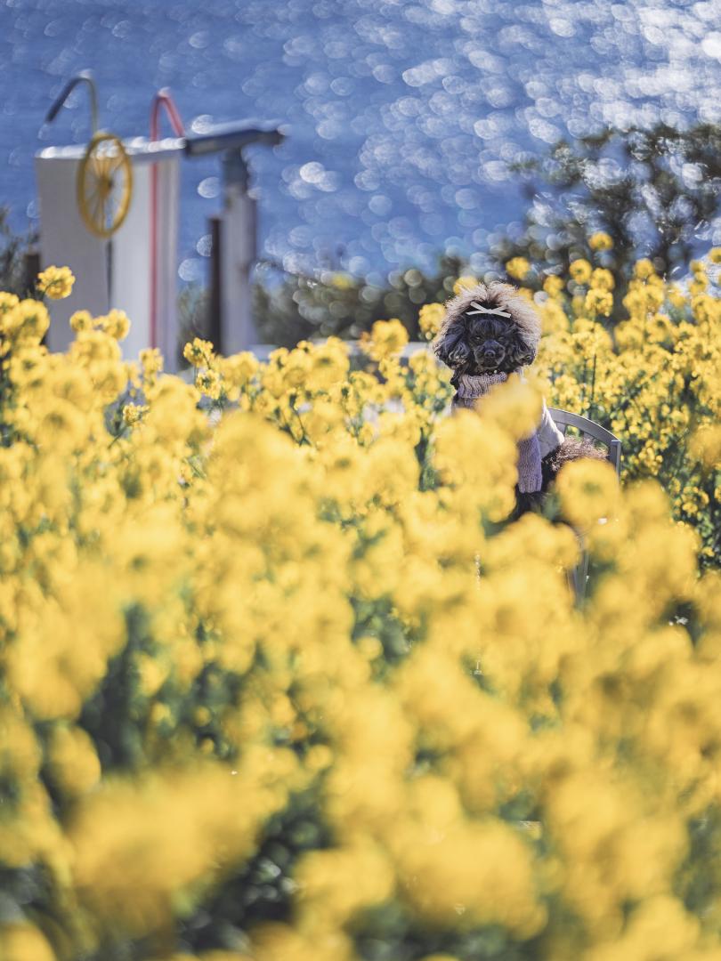 満開の菜の花とキラキラな海