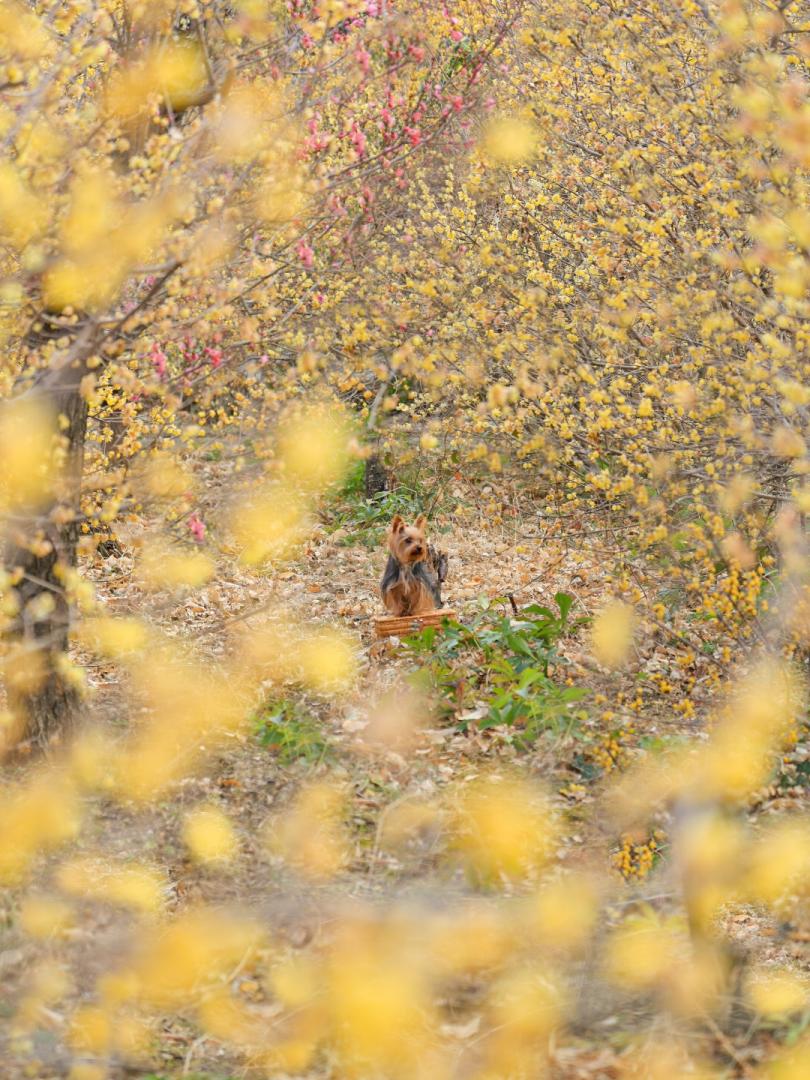 ロウバイの森に迷い込んだひまり