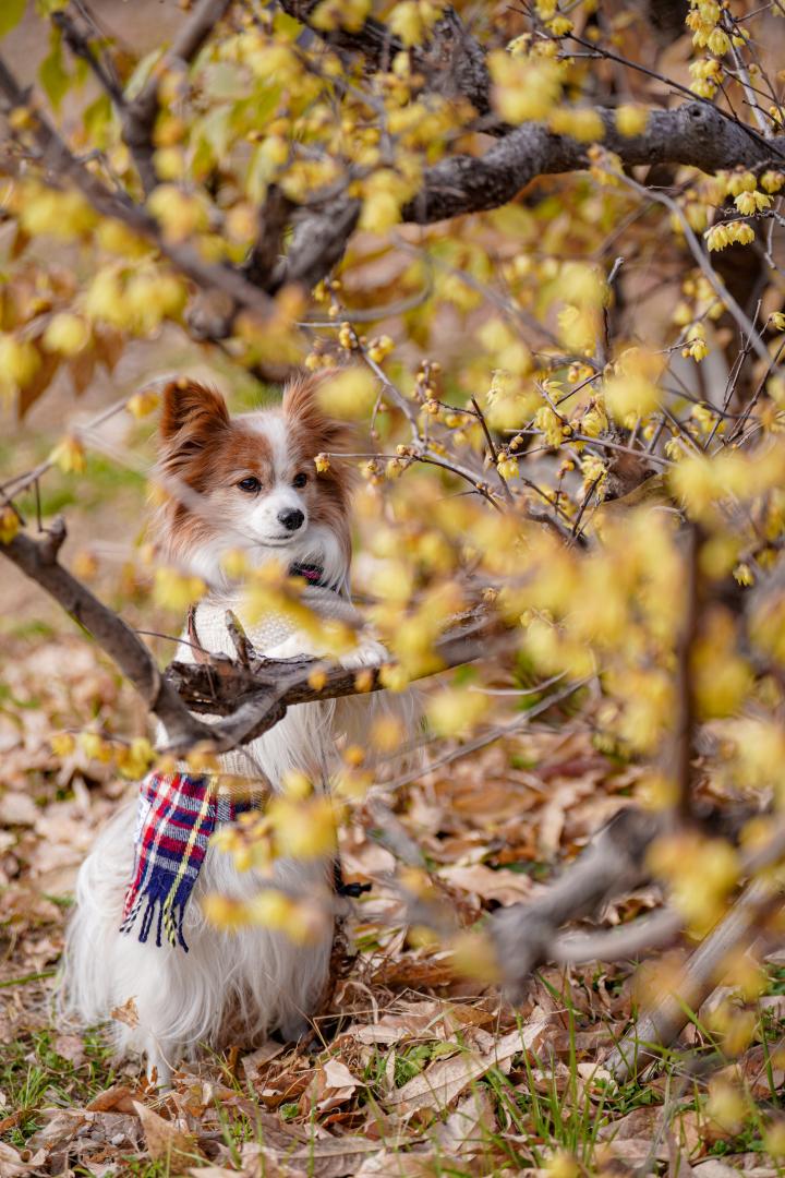 春はまだかな？