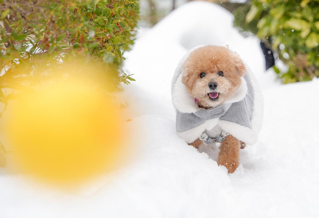 おばあちゃんちでボール遊び