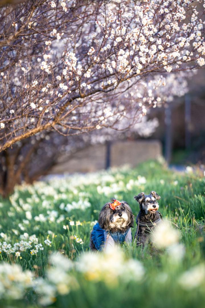 水仙と梅の花とメルモとガビ