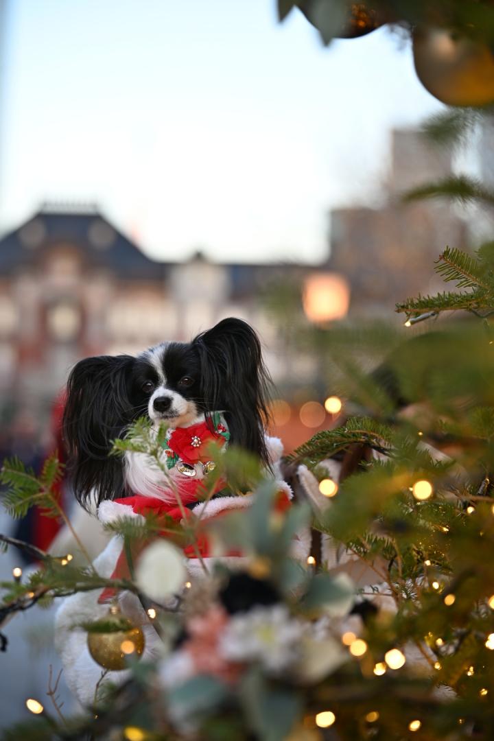 東京駅とツリー