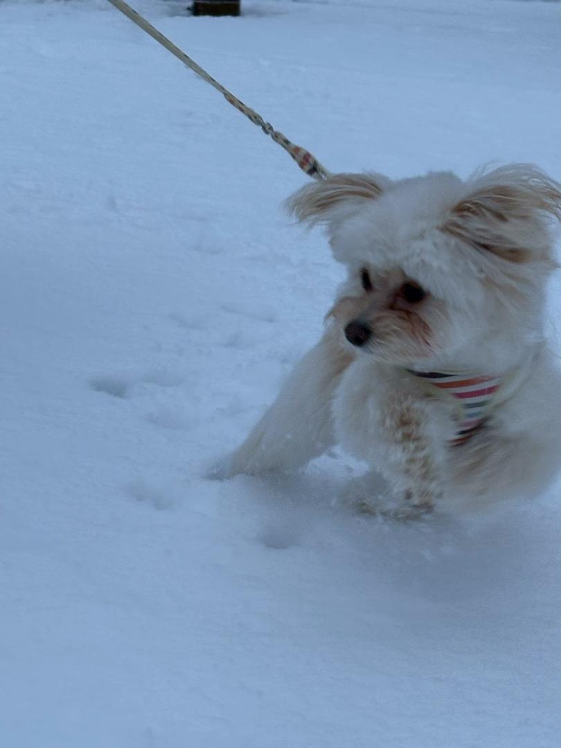雪上を駆け抜けろ！