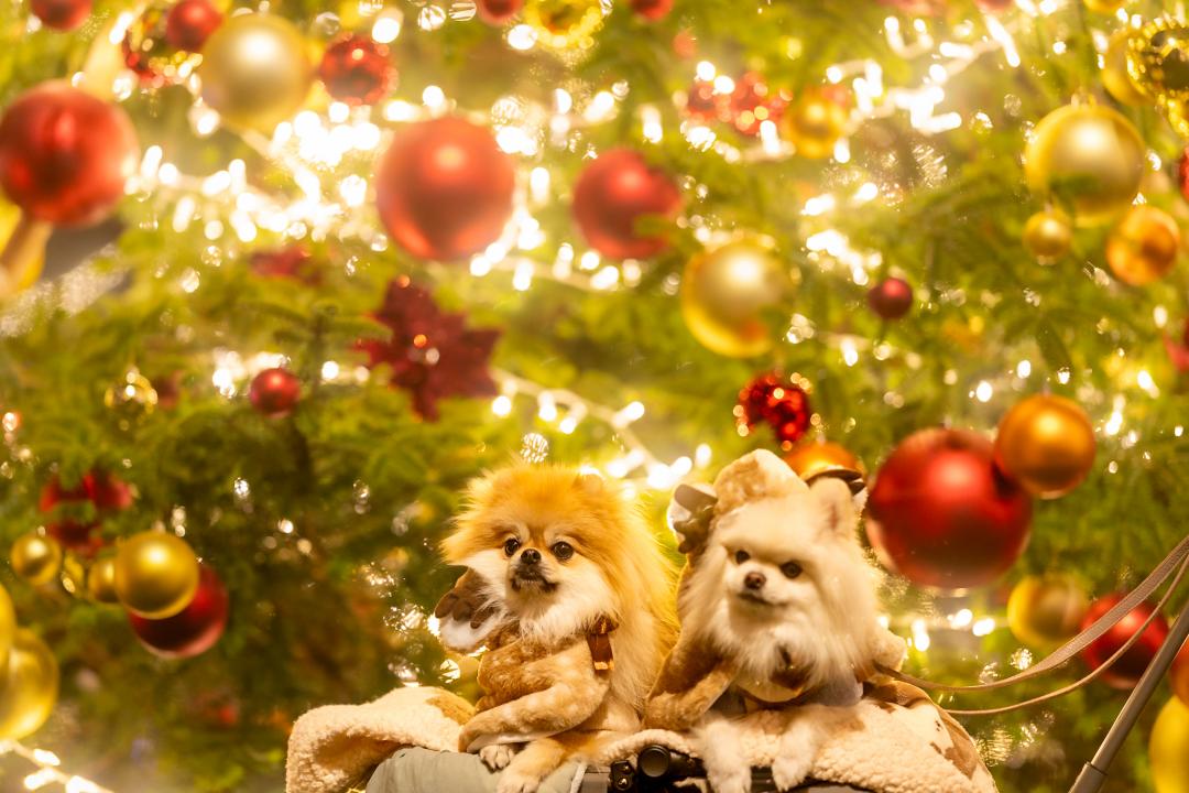 クリスマスツリーとイチとコッペ