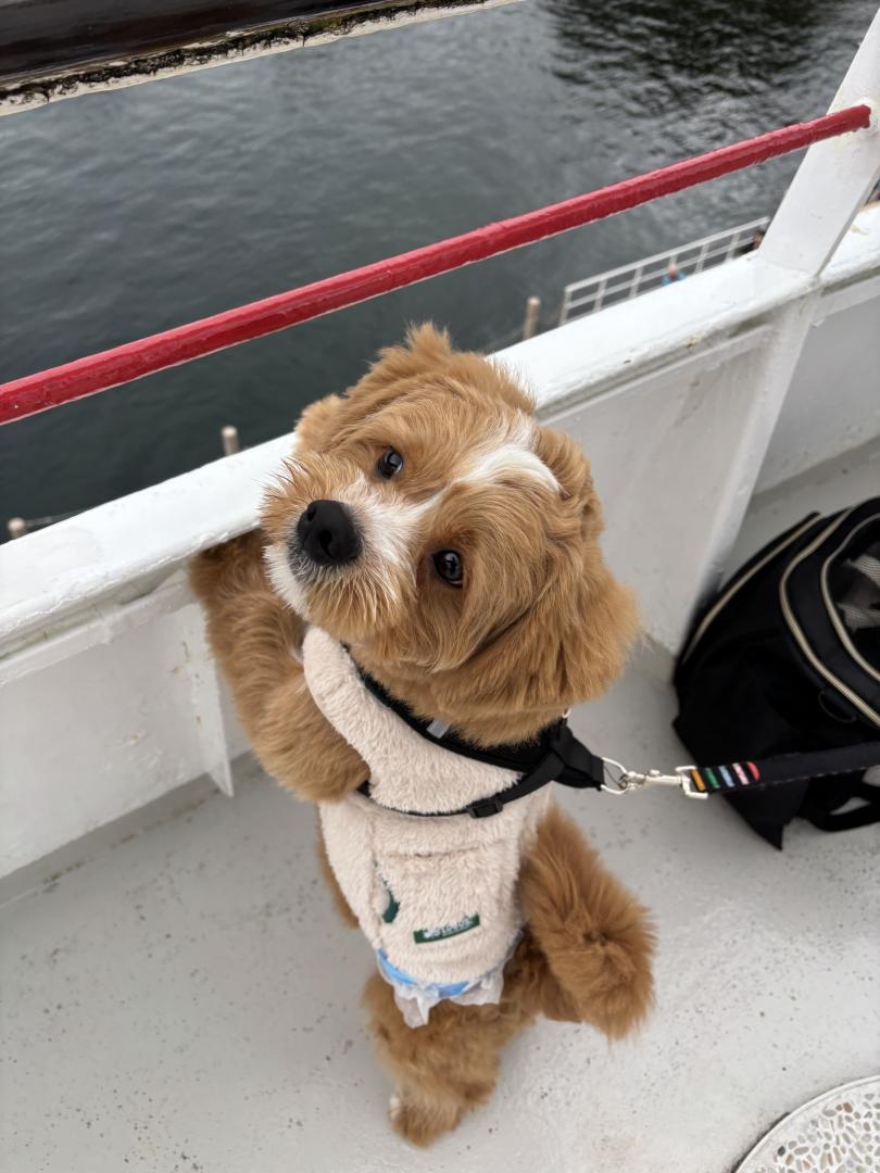 僕どこにいくんだろ