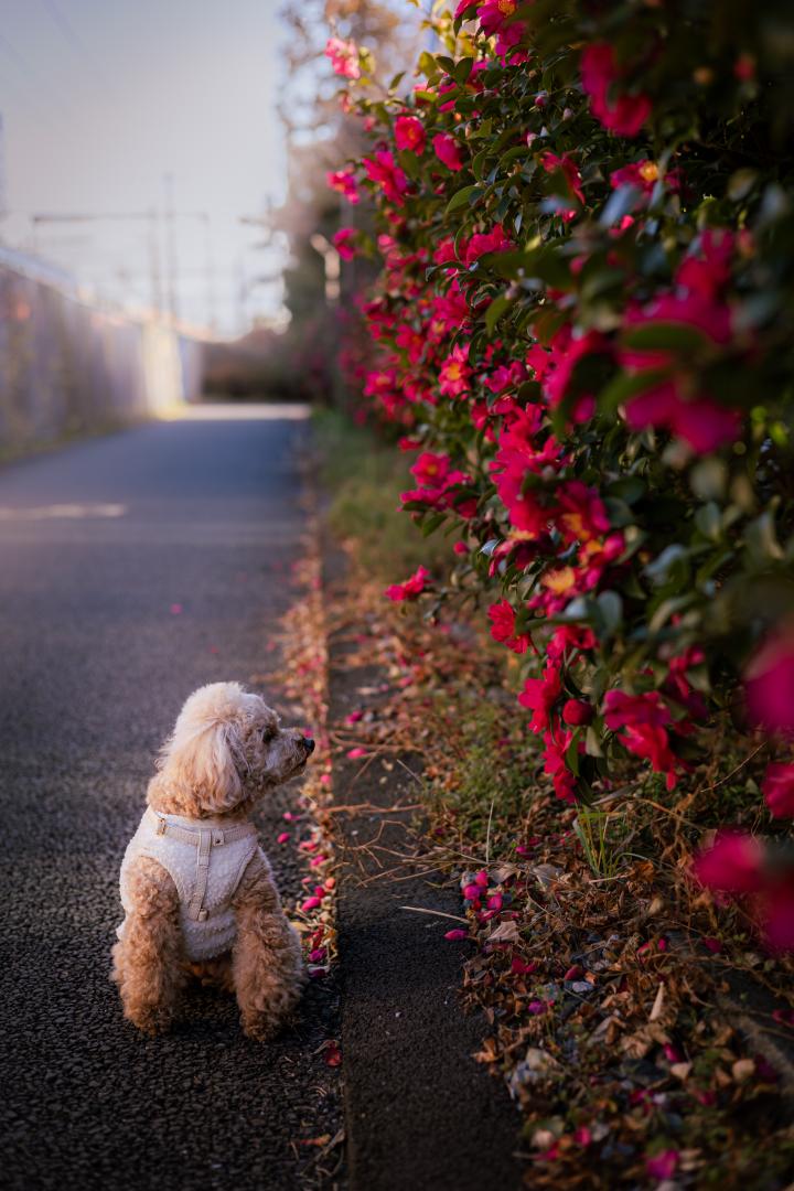 日陰の山茶花