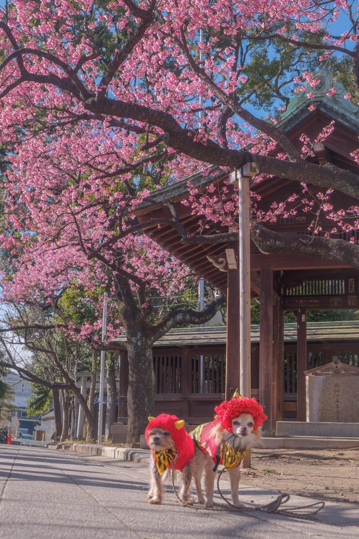 寒緋桜とハナとコタロウ