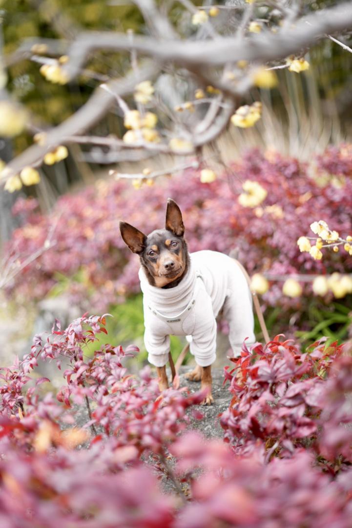 ちょこっと蝋梅