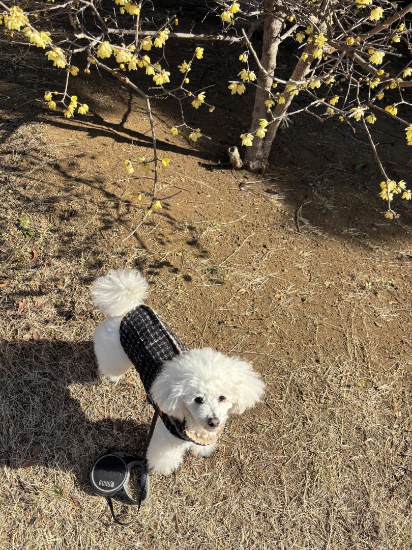 蝋梅が咲いたよ