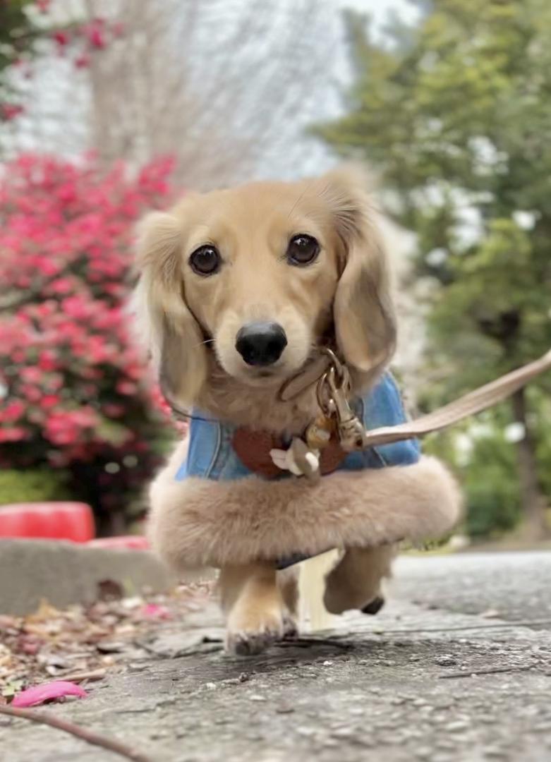 いつものしあわせ