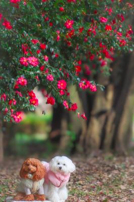 いつもの散歩道